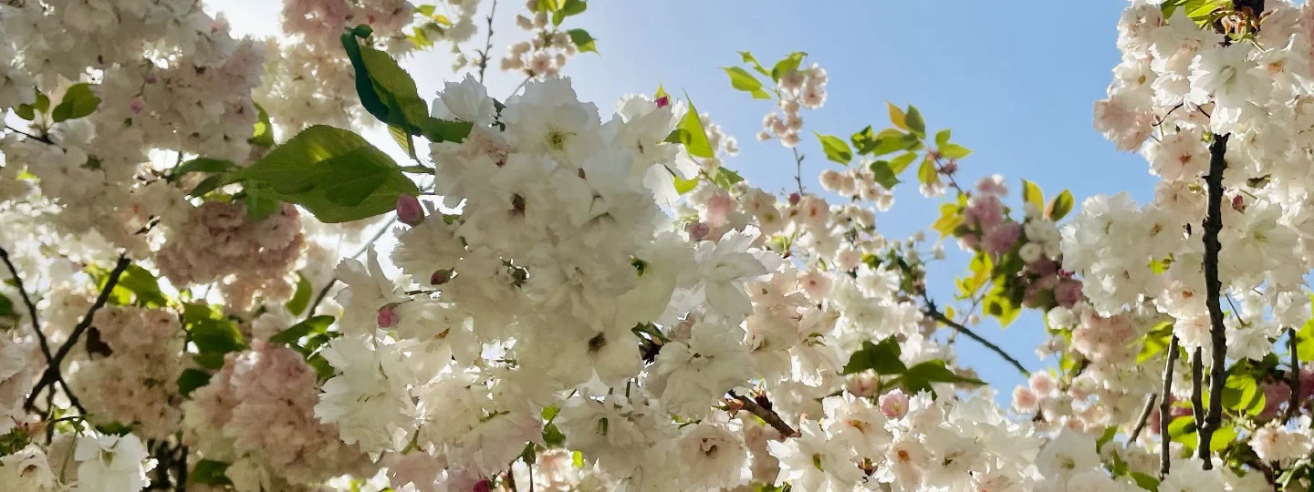 春が来たから